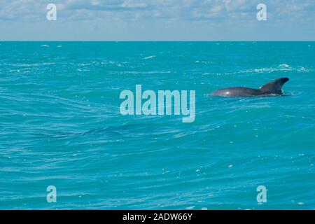 Delfinschwimmen im wunderschönen blauen karibischen Meer bei Sian kaan Stockfoto