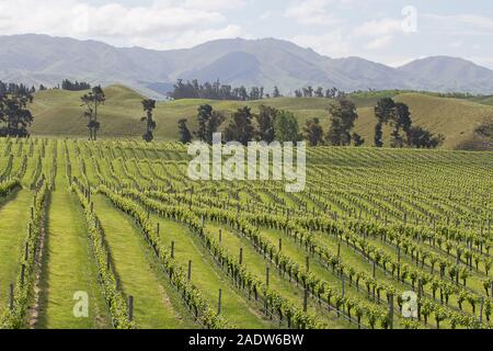 Blick auf den wunderschönen Marlborough Weinberge (in der Nähe von Seddon) in hügeligem Gelände mit Hügeln im Hintergrund. Stockfoto