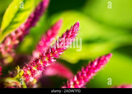 Nahaufnahme von einigen Lila celosia argentea im Garten Stockfoto