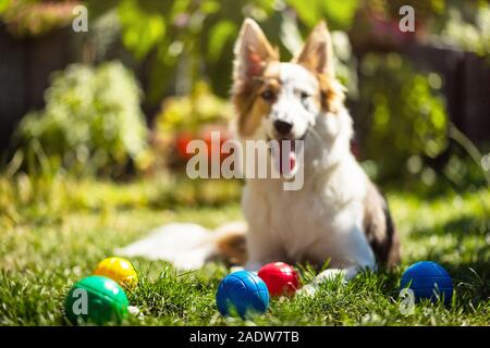 Viele bunte Kunststoff Boule oder Boccia Kugeln liegen auf einer grünen Wiese, cute puppy ist auf der Suche für den Betrachter Stockfoto