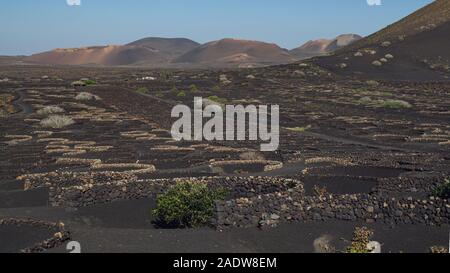 Typische Weinberge in La Geria, auf der Vulkaninsel Lanzarote, Kanarische Inseln Stockfoto