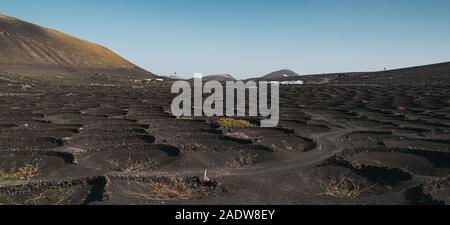 Typische Weinberge in La Geria, auf der Vulkaninsel Lanzarote, Kanarische Inseln Stockfoto