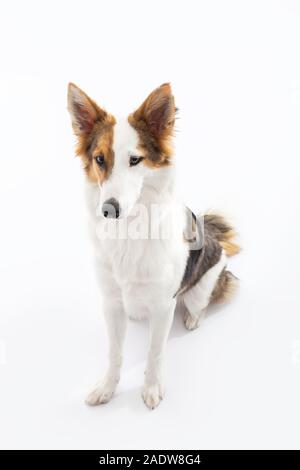 Niedliche Mischling Welpe Hund sitzt vor weißem Hintergrund Stockfoto