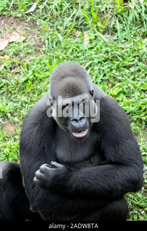 Flachlandgorilla in Parque de la Naturaleza de Cabárceno Naturpark, Kantabrien, Spanien. Stockfoto