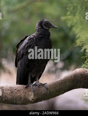 Schwarze Geier Vogel in der Nähe Profil ansehen, seinen Kopf, Augen, Schnabel und schwarzes Gefieder in seiner Umwelt und Umgebung, mit einem Bokeh Hintergrund. Stockfoto