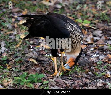 Karakara Vogel close-up Profil anzeigen mit Laub Hintergrund anzeigen sein Gefieder, Körper, Kopf, Schnabel, Auge, Krallen, gelb-orange, gelb-orange l Stockfoto