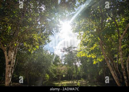 Sonnenstrahlen im Wald Stockfoto