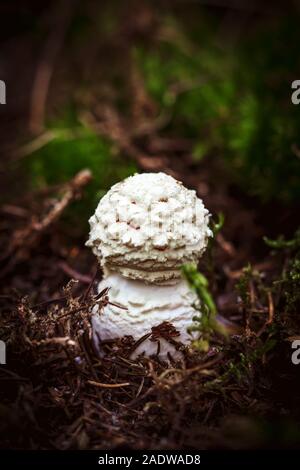 Wenig Fliegen amanita Aufwachsen, moosigen Waldboden, Makro mit Copyspace Stockfoto