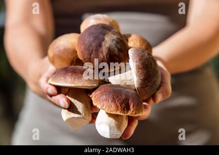 Frau mit viel frischen und rohen Steinpilzen, Boletus Edulis Saison Stockfoto