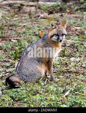 Gray fox Tier close-up Profil anzeigen Anzeigen von seinem Körper, Kopf, Ohren, Augen, Nase, Kopf in seiner Umgebung und Umwelt mit Laub Hintergrund. Stockfoto