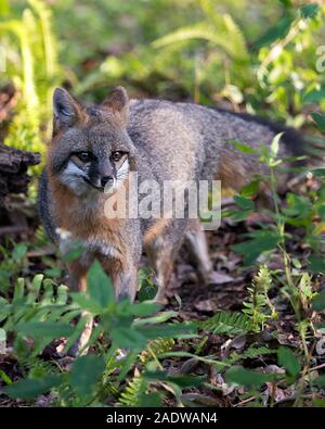 Gray fox Tier close-up Profil anzeigen Anzeigen von seinem Körper, Kopf, Ohren, Augen, Nase, Kopf in seiner Umgebung und Umwelt mit Laub Hintergrund. Stockfoto