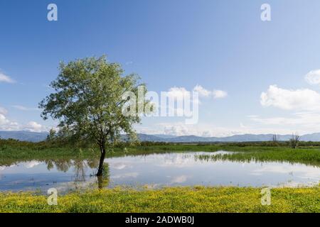 Landschaft: Italien, Padule di Fucecchio (Florenz) Blick auf den See mit gelb blühende Wiese und Baum Stockfoto