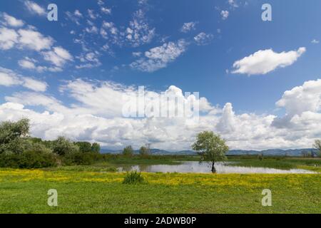 Landschaft: Italien, Padule di Fucecchio (Florenz) Blick auf den See mit gelb blühende Wiese und Baum Stockfoto