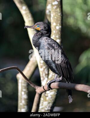 Kormoran Vogel in der Nähe Profil ansehen auf einem Zweig mit einem Bokeh Hintergrund anzeigen seinen Kopf, Augen, Schnabel und aalen sich in der Sonne thront. Stockfoto
