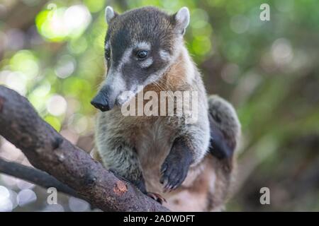 Süße Nasenbär sitzen auf einem Baum Stockfoto