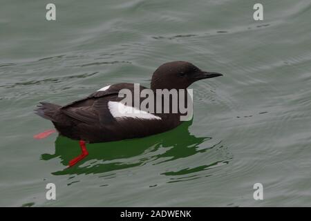 Schwarzer Guillemot, Cepphus Grylle. Portpatrick, Schottland, Großbritannien Stockfoto