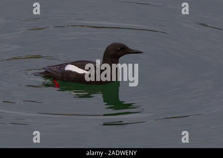 Schwarzer Guillemot, Cepphus Grylle. Portpatrick, Schottland, Großbritannien Stockfoto