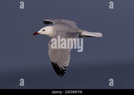 Audouins Gull, Larus audouinii, Mallorca, Spanien Stockfoto