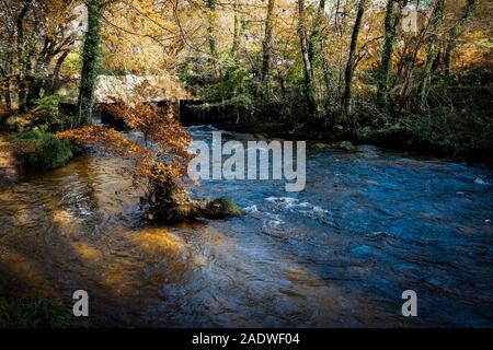 Die River Fowey durch Ein herbstliches Draynes Waldland in Cornwall fließt. Stockfoto