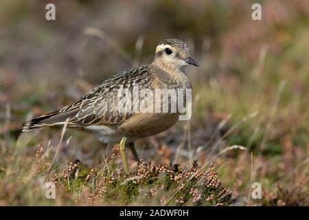 Eurasisches Dotterel, Charadrius morinellus, Cornwall, Großbritannien Stockfoto