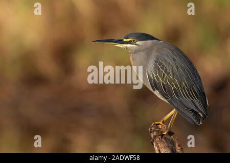 Green Backed Heron, Butorides striata, Marakissa River Camp, Gambia, Westafrika Stockfoto