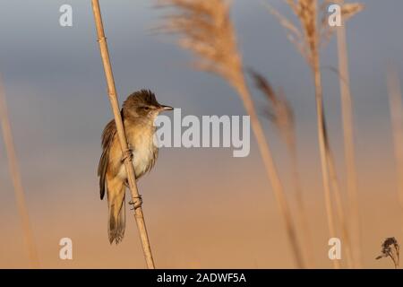 Großer Rohrsänger, Acrocephalus arundinaceus, Mallorca, Spanien Stockfoto