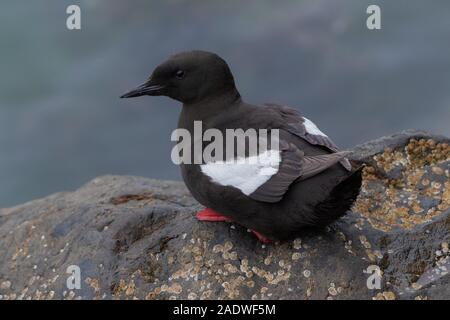 Black Guillemot, Cepphus grylle, Portpatrick, Schottland, Großbritannien Stockfoto