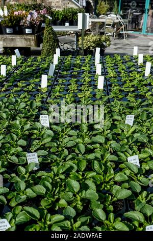 Schalen mit Stiefmütterchen Pflanzen in einem Garten Center Baumschule. Stockfoto