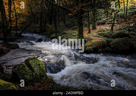 Die River Fowey an Golitha fällt in eine herbstliche Draynes Holz eine alten Wald in Cornwall. Stockfoto