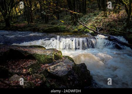 Die River Fowey an Golitha fällt in eine herbstliche Draynes Holz eine alten Wald in Cornwall. Stockfoto