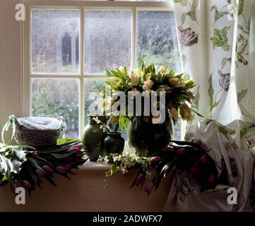 Still-Life einer Vase von Cream Tulpen und Blumensträuße rosa Tulpen auf der Fensterbank Stockfoto