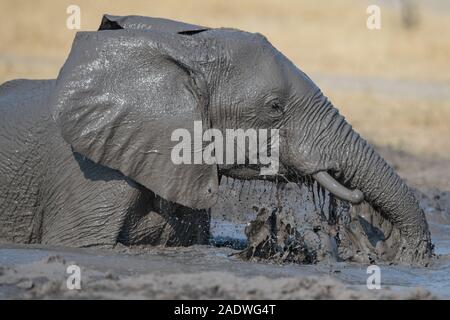 Elefant vollständiger Schlammbad im Moremi NP (khwai), Botswana Stockfoto