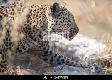 Weibliche Leopard (panthera pardus) mit impala Töten im Moremi NP (khwai), Botswana Stockfoto