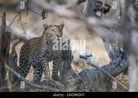 Junge weibliche Leopard (panthera pardus) kurz bevor Sie springt in Baum im Moremi NP (khwai), Botswana Stockfoto