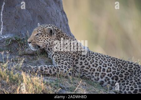 Leopard (panthera pardus) an termite Damm in Moremi NP (khwai Gebiet), Botswana Stockfoto