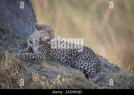 Leopard (panthera pardus) an termite Damm in Moremi NP (khwai Gebiet), Botswana Stockfoto