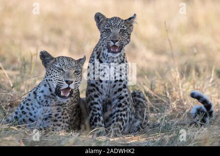 Leopard (panthera pardus) mit jungen Cub im Moremi NP (4. Brücke), Botswana Stockfoto