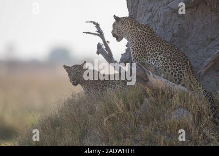 Leopard (panthera pardus) mit jungen Cub im Moremi NP (4. Brücke), Botswana Stockfoto