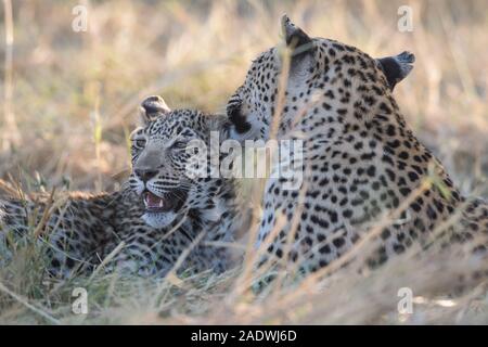 Leopard (panthera pardus) mit jungen Cub im Moremi NP (4. Brücke), Botswana Stockfoto