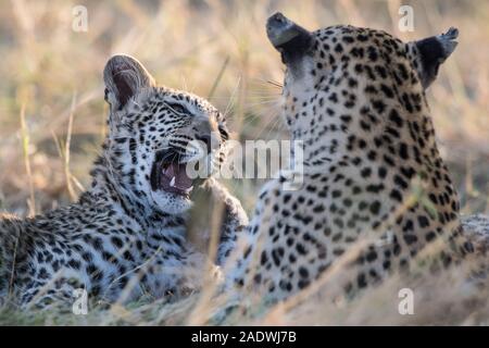 Leopard (panthera pardus) mit jungen Cub im Moremi NP (4. Brücke), Botswana Stockfoto