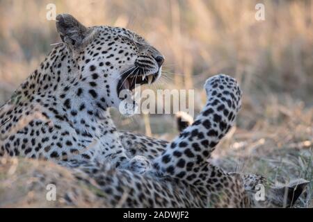 Leopard (panthera pardus) mit jungen Cub im Moremi NP (4. Brücke), Botswana Stockfoto