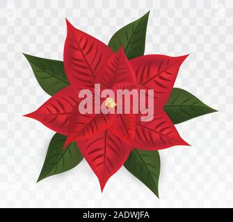 3d realistische Weihnachtsstern auf transparentem Hintergrund isoliert. Red Christmas Star. Vektor icon. Weihnachtsstern Blüte mit grünen Blättern. Weihnachten Symbole Stock Vektor