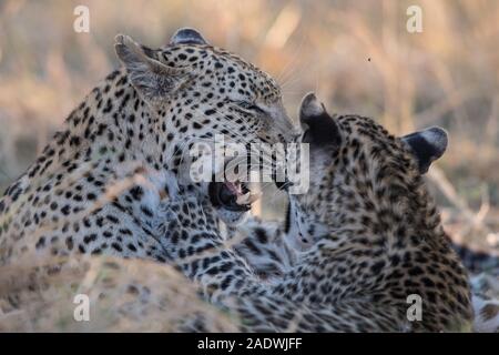 Leopard (panthera pardus) mit jungen Cub im Moremi NP (4. Brücke), Botswana Stockfoto