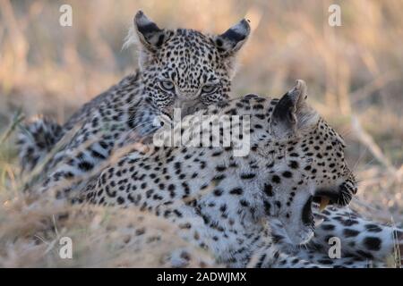 Leopard (panthera pardus) mit jungen Cub im Moremi NP (4. Brücke), Botswana Stockfoto