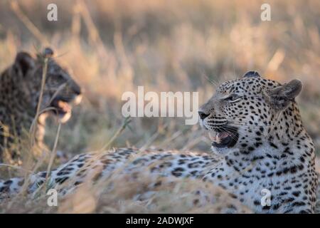 Leopard (panthera pardus) mit jungen Cub im Moremi NP (4. Brücke), Botswana Stockfoto