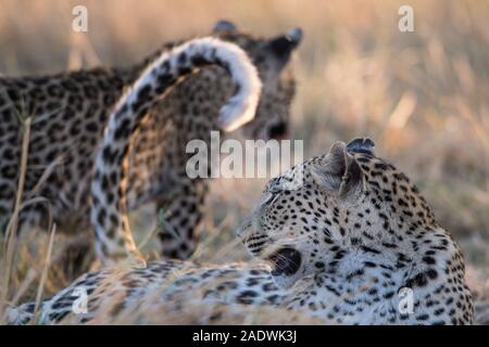 Leopard (panthera pardus) mit jungen Cub im Moremi NP (4. Brücke), Botswana Stockfoto