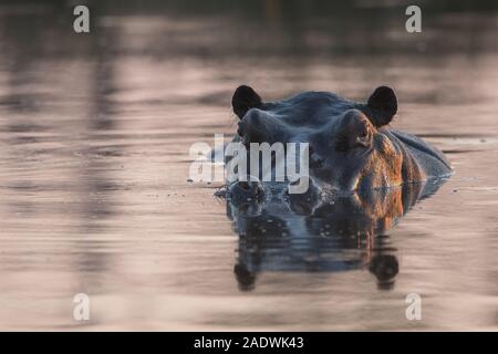 Porträt einer Hippo im Wasser am späten Nachmittag Licht. Moremi NP (Khwai River), Botswana Stockfoto