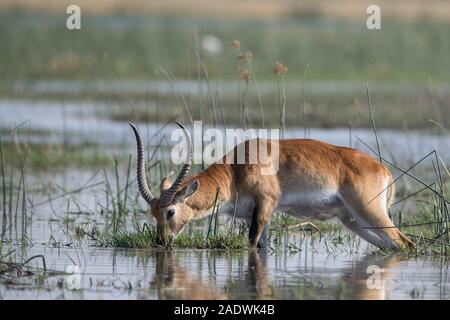 Red Letschwe Schilf Essen in Fluss im Moremi NP (Khwai River), Botswana Stockfoto