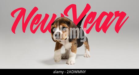 Das neue Jahr 2020. Beagle tricolour Welpen posieren. Süße weiß-braun-schwarz doggy oder pet-Spielen auf grauem Hintergrund. Sieht besucht und verspielt. Studio photoshot. Konzept der Bewegung, Bewegung, Aktion. Stockfoto