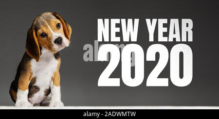 Das neue Jahr 2020. Beagle tricolour Welpen posieren. Süße weiß-braun-schwarz doggy oder pet-Spielen auf grauem Hintergrund. Sieht besucht und verspielt. Studio photoshot. Konzept der Bewegung, Bewegung, Aktion. Stockfoto